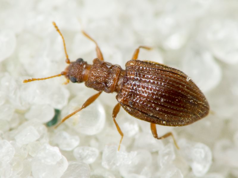 Stephostethus angusticollis (Gyllenhal, 1827)